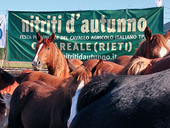 Nitriti d'autunno, e quattro